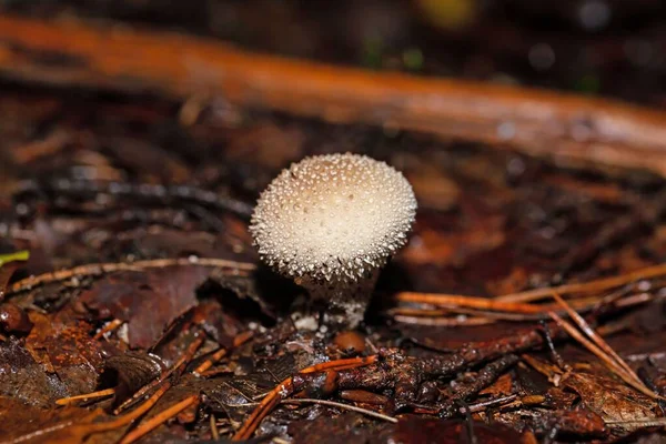 Siğilli Bir Tütsü Topu Lycoperdon Perlatum Orman Zemininde — Stok fotoğraf