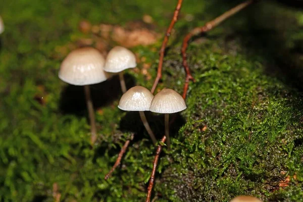 Gota Leche Mycena Fungi Mycena Galopus Con Musgo — Foto de Stock