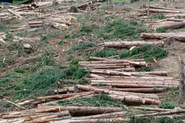 Almanya 'nın Thüringen Ormanı' nda bir sıra taze kesilmiş ağaç.