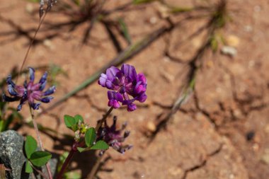 Yonca türünün çiçeği trifolium burchellianum subsp. Johnstonii, Doğu Afrika 'da.. 