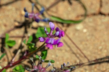 Yonca türünün çiçeği trifolium burchellianum subsp. Johnstonii, Doğu Afrika 'da.. 