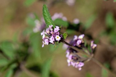 Doğu Afrika 'daki çalıların çiçeği verbena Lantana trifolia.. 