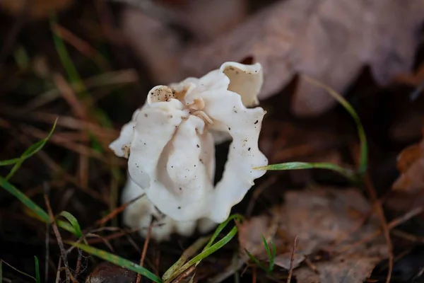 Ein Weißer Sattelpilz Helvella Crispa Auf Einem Waldboden — Stockfoto