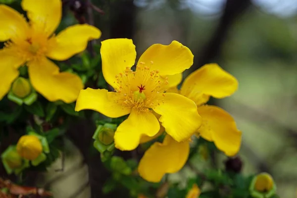 Kwiat Krzewu Rewolucyjnego Hypericum Etiopii — Zdjęcie stockowe