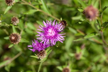 Kahverengi bir knapweed çiçeği, Centaurea jacea 