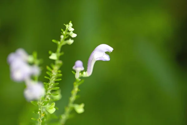 Цветок Серого Черепа Scutellaria Incana — стоковое фото
