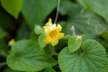 Mançurya çiçeği, Thladiantha dubia.