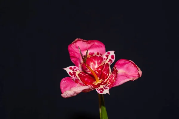 Fleur Iris Tigre Tigridia Pavonia Avec Fond Sombre — Photo