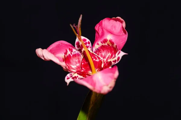 Flor Uma Íris Tigre Tigridia Pavonia Com Fundo Escuro — Fotografia de Stock
