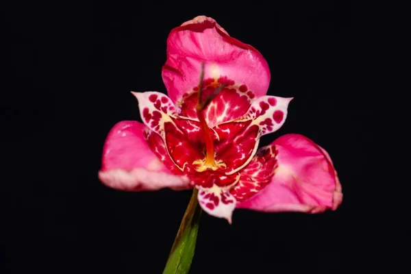 Blomma Tiger Iris Tigridia Pavonia Med Mörk Bakgrund — Stockfoto