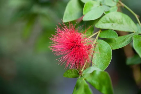 Квітка Тропічного Куща Калліандра Тергеліна — стокове фото
