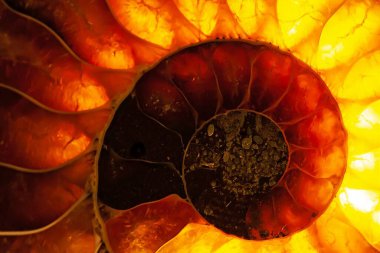 Ammonitin arka plan aydınlatmalı cilalı bir bölümü Madagaskar 'dan Tebeşir çağına ait Cleoniceras.  