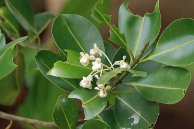 Flowers of an oil nut tree, Calophyllum inophyllum, a tropical tree used for ship building. 