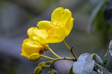 Flower of a buttercup tree, Cochlospermum religiosum, a species from Southern Asia