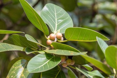 Fruits and leaves of a Banyan fig tree, Ficus benghalensis,
