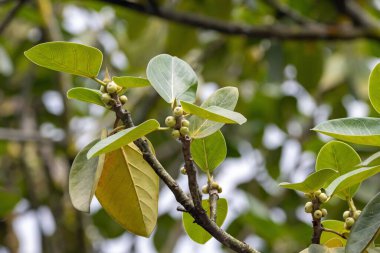 Fruits and leaves of a Banyan fig tree, Ficus benghalensis,