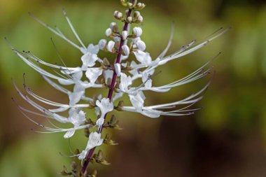 Flowers of a Java tea plant, Orthosiphon aristatus