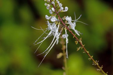 Flowers of a Java tea plant, Orthosiphon aristatus