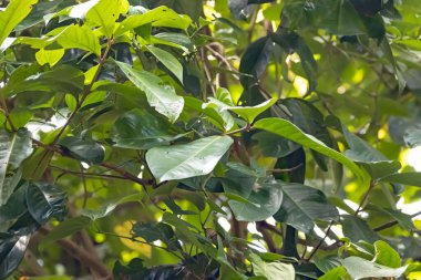 Leaves of a Malayan rose apple tree, Syzygium malaccense