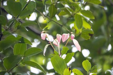 Young leaves of a Ceylon cinnamon tree, Cinnamomum verum
