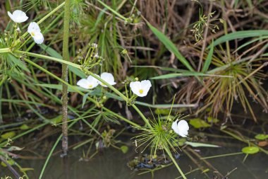 Flowers of a Mexican sword plant, Echinodorus palifolius