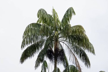 A Nibung palm tree, Oncosperma tigillarium, in Southeast Asia. 
