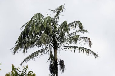 A Nibung palm tree, Oncosperma tigillarium, in Southeast Asia. 