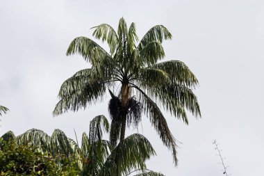 A Nibung palm tree, Oncosperma tigillarium, in Southeast Asia. 