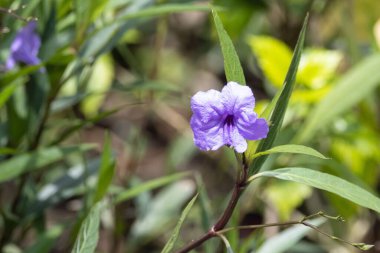 Flower of a Mexican petunia, Ruellia simplex