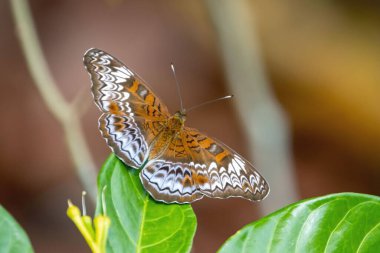 A Knight Butterfly, Lebadea martha parkeri, on a plant.  