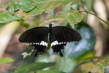 A Common Mormon Butterfly, Papilio polytes romulus 