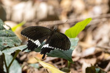 A Common Mormon Butterfly, Papilio polytes romulus 