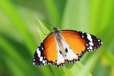 A plain tiger butterfly, Danaus chrysippus chrysippus, on a plant