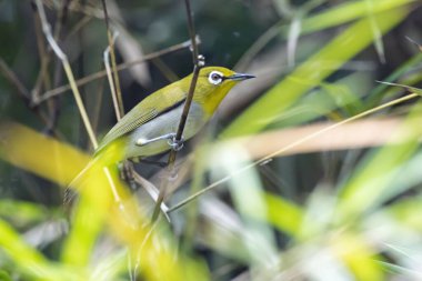 A Swinhoes white eye, Zosterops simplex, in a tree. 