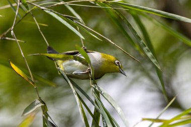 A Swinhoes white eye, Zosterops simplex, in a tree. 