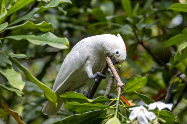 A Tanimbar corella, Cacatua goffiniana, in a tree. 