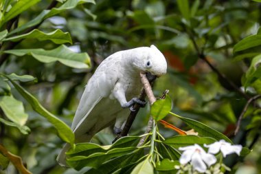 A Tanimbar corella, Cacatua goffiniana, in a tree. 