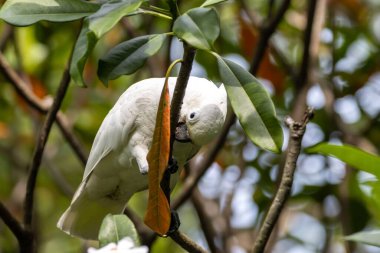 A Tanimbar corella, Cacatua goffiniana, in a tree. 