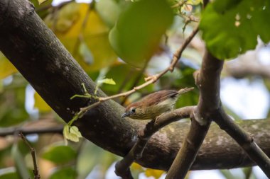 A pin striped tit babbler, Mixornis gularis, in a tree, in Southeast Asia. 