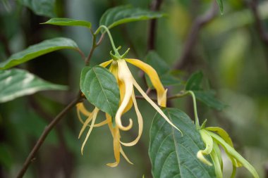 Flower of a Ylang Ylang tree, Cananga odorata, a tropical tree used for the production of essential oils. 