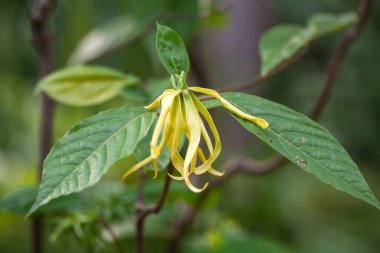 Flower of a Ylang Ylang tree, Cananga odorata, a tropical tree used for the production of essential oils. 