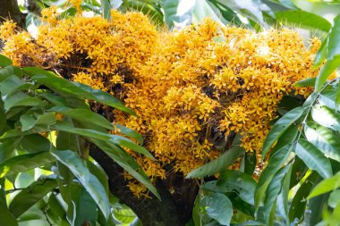 Flowers of a sorrowless tree, Saraca declinata, a species from Southeast Asia. 