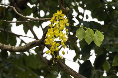 Flowers of a purging cassia tree, Cassia fistula