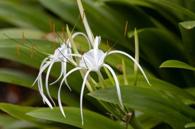 Flower of a beach spider lily, Hymenocallis littoralis
