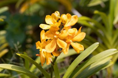 Flower of a rust red ascocentrum, Vanda miniata clipart