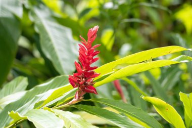 Inflorescence of a red ginger, Alpinia purpurata