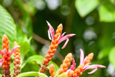 Inflorescence of an orange shrimp plant, Aphelandra sinclairiana