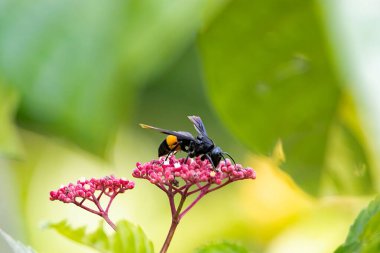 A Greater Banded Hornet, Vespa tropica, on a flower. 