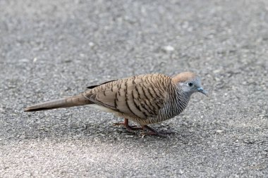 A zebra dove, Geopelia striata, on a paved road. 