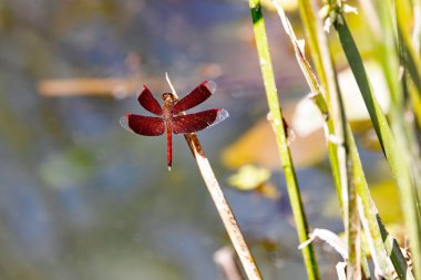 A common parasol dragonfly, Neurothemis fluctuans, on a branch. 